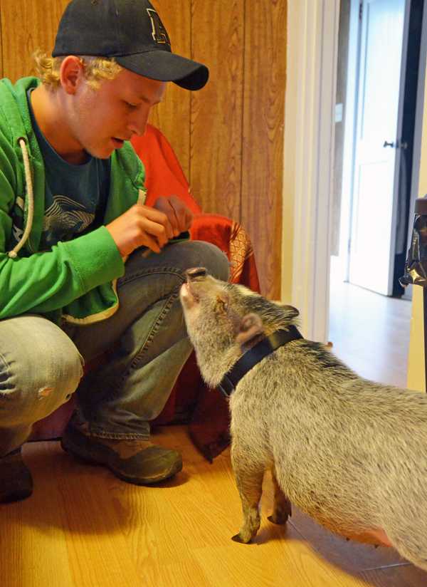 Clint Callahan plays with his pet pig Olive, Monday. Callahan has kept Olive as a pet for two months. Maggie Cozens | The Appalachian